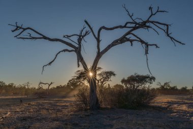 Botswana 'nın arka planında kuru ağaçlarla gün batımı.