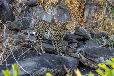 Leopar Afrika savanasında avını arıyor (Panthera pardus)