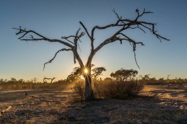 Botswana 'nın arka planında kuru ağaçlarla gün batımı.