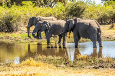 Günbatımında Afrika filleri sürüsü Botswana (Loxodonta africana)