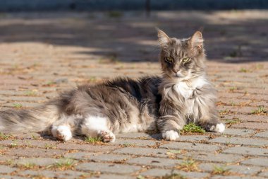 Evcil, tapılası, siyah, gri, Maine Rakunu kedi yavrusu, gün ışığında genç, barışçıl kedi.
