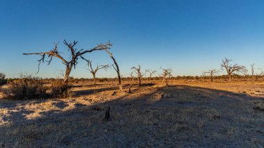 Botswana 'nın arka planında kuru ağaçlarla gün batımı.
