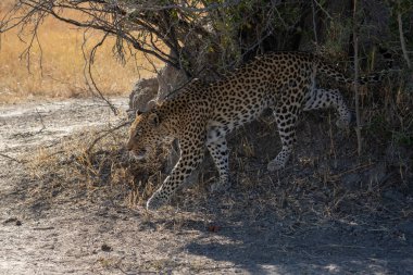 Leopar Afrika savanasında avını arıyor (Panthera pardus)