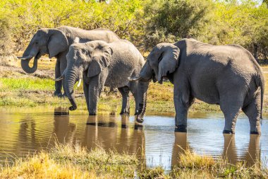 Günbatımında Afrika filleri sürüsü Botswana (Loxodonta africana)