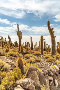 Salar de Uyuni tuz ovaları ile ada Incahuasi gündoğumu zaman, and Dağları'nda, Bolivya, Güney Amerika, büyük kaktüsler.