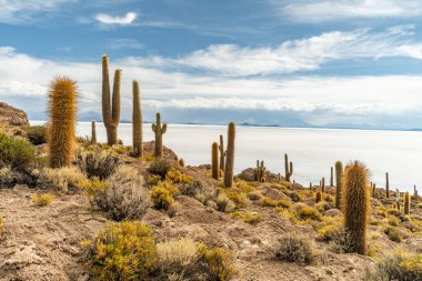 Salar de Uyuni tuz ovaları ile ada Incahuasi gündoğumu zaman, and Dağları'nda, Bolivya, Güney Amerika, büyük kaktüsler.