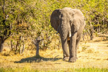 Günbatımında Afrika filleri sürüsü Botswana (Loxodonta africana)