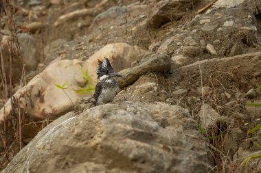 Pied kingfisher (Ceryle Rudis) şubede oturuyor, bakıyor, Kosi Körfezi Doğa Koruma Alanı, iSimangaliso Wetland Parkı, KwaZulu-Natal, Güney Afrika