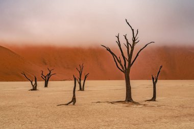Ölü Camelthorn ağaç kırmızı tepeleri ve Deadvlei, Sossusvlei mavi gökyüzünde karşı. Namib-Naukluft Milli Parkı, Namibya, Afrika
