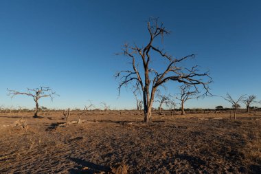 Botswana 'nın arka planında kuru ağaçlarla gün batımı.