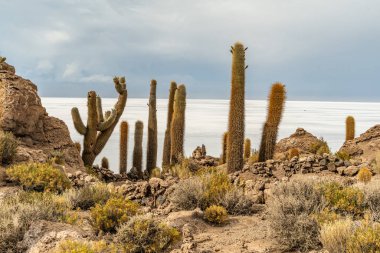 Salar de Uyuni tuz ovaları ile ada Incahuasi gündoğumu zaman, and Dağları'nda, Bolivya, Güney Amerika, büyük kaktüsler.