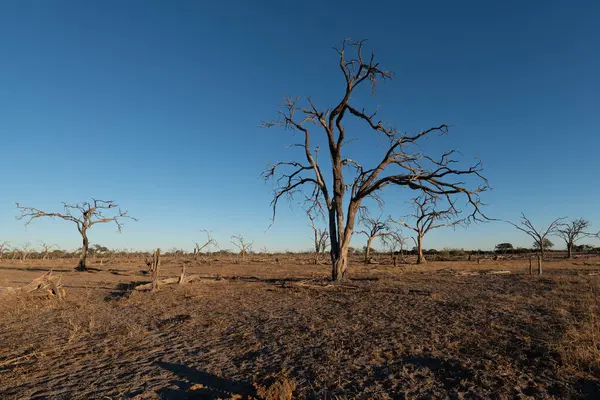 Botswana 'nın arka planında kuru ağaçlarla gün batımı.