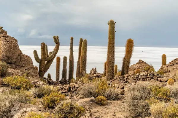 Salar de Uyuni tuz ovaları ile ada Incahuasi gündoğumu zaman, and Dağları'nda, Bolivya, Güney Amerika, büyük kaktüsler.