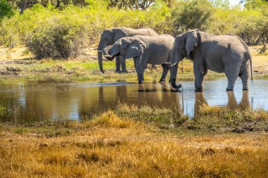 Günbatımında Afrika filleri sürüsü Botswana (Loxodonta africana)