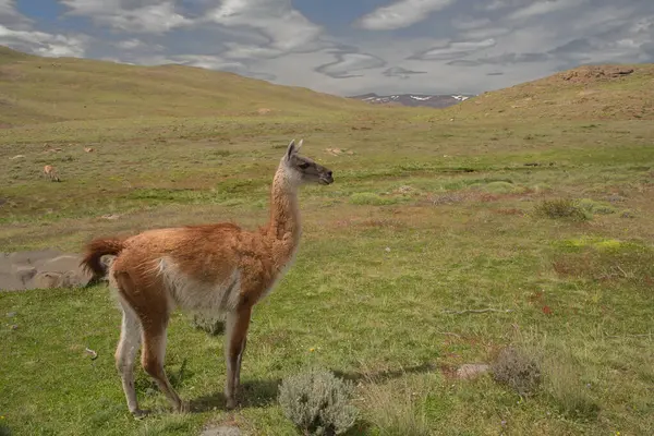 Guanaco, Peninsula Valdes, Patagonya, Arjantin 'de yakın çekim fotoğrafı