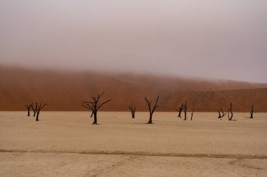 Ölü Camelthorn ağaç kırmızı tepeleri ve Deadvlei, Sossusvlei mavi gökyüzünde karşı. Namib-Naukluft Milli Parkı, Namibya, Afrika