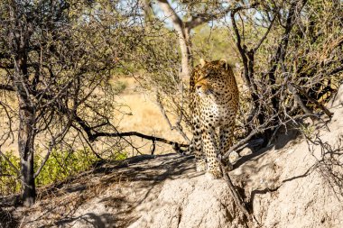 Leopar Afrika savanasında avını arıyor (Panthera pardus)