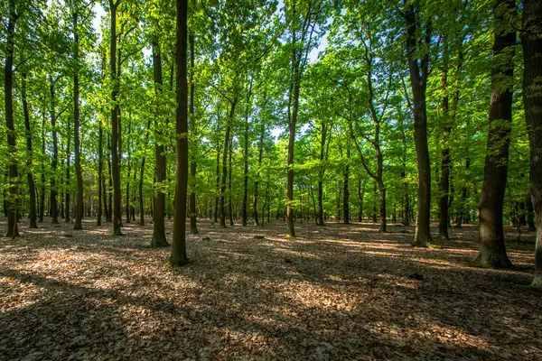 Genç kayın ormanları Çek Cumhuriyeti