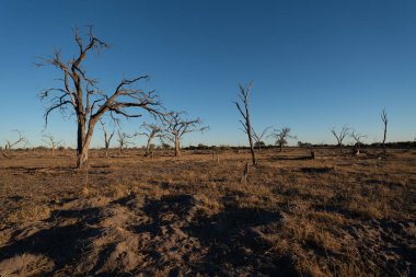 Botswana 'nın arka planında kuru ağaçlarla gün batımı.