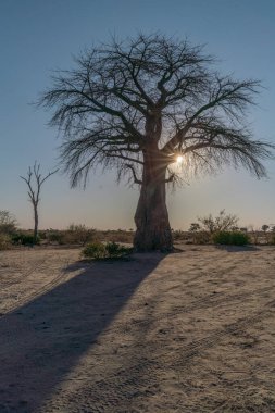 Baobab Ağacı Afrika Botswana Günbatımı.