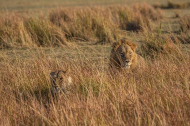Savannah çim üzerinde yalan büyük aslan. düz ve tepelerin arka planda karakteristik ağaçlarla peyzaj