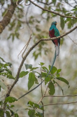 Saygıdeğer Quetzal, Pharomachrus mocinno, Kosta Rika 'nın Savegre kentinden, arka planda bulanık yeşil orman. Muhteşem kutsal yeşil ve kırmızı kuş