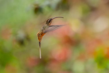 Sinekkuşu (Trochilidae) Uçan taşlar