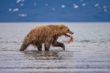 Topraklara hükmeden Kamçatka 'nın kahverengi ayıları (Ursus arctos beringianus)