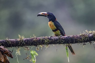 Toucan Yakalı Aracari, Pteroglossus torquatus, büyük gagalı kuş. Tukan ormandaki yosun dalında oturuyor, Boca Tapada, Kosta Rika. Orta Amerika 'da doğa yolculuğu