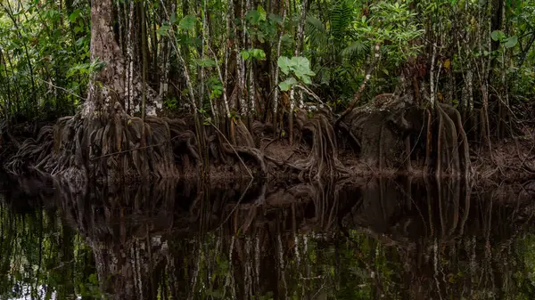 Bolivya 'da ağaçların köklerine sahip Amazon ormanı.