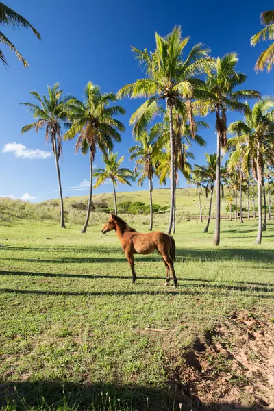 Moai Ahu Tongariki, Paskalya Adası, Şili.