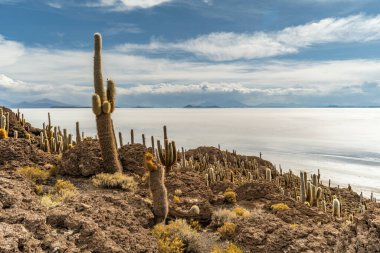 Salar de Uyuni tuz ovaları ile ada Incahuasi gündoğumu zaman, and Dağları'nda, Bolivya, Güney Amerika, büyük kaktüsler.