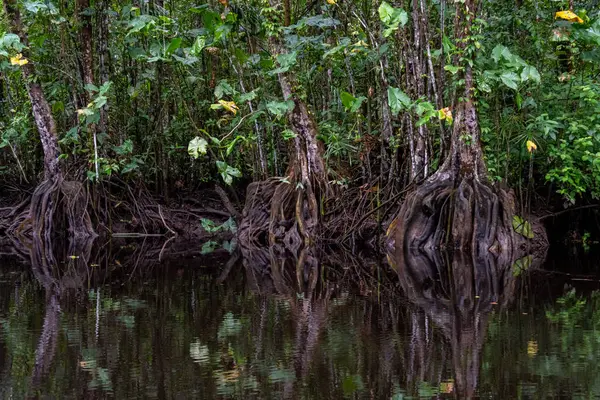Bolivya 'da ağaçların köklerine sahip Amazon ormanı.