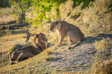 Savannah çim üzerinde yalan büyük aslan. düz ve tepelerin arka planda karakteristik ağaçlarla peyzaj