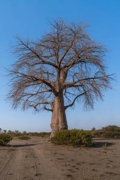 Baobab Ağacı Afrika Botswana Günbatımı.