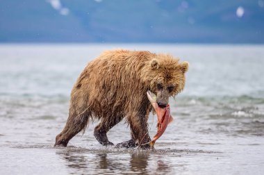 Topraklara hükmeden Kamçatka 'nın kahverengi ayıları (Ursus arctos beringianus)