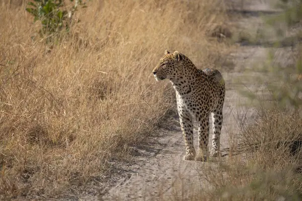 Leopar Afrika savanasında avını arıyor (Panthera pardus)