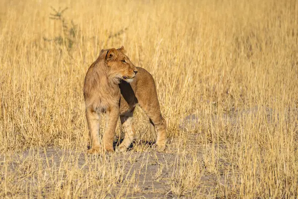 Savannah çim üzerinde yalan büyük aslan. düz ve tepelerin arka planda karakteristik ağaçlarla peyzaj