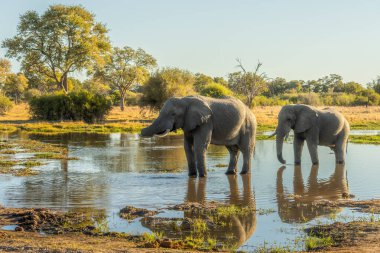Günbatımında Afrika filleri sürüsü Botswana (Loxodonta africana)