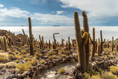 Salar de Uyuni tuz ovaları ile ada Incahuasi gündoğumu zaman, and Dağları'nda, Bolivya, Güney Amerika, büyük kaktüsler.