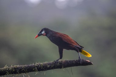 Montezuma Oropendola (Gymnostinops montezuma), Kosta Rika 'nın Heredia ilindeki bir ağaç dalına tünemiştir.