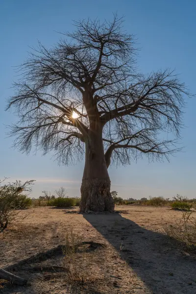 Baobab Ağacı Afrika Botswana Günbatımı.