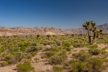Güneybatı Usa Parkları (Joshua Tree Ulusal Parkı), Kaliforniya 'nın güneydoğusunda yer almaktadır..