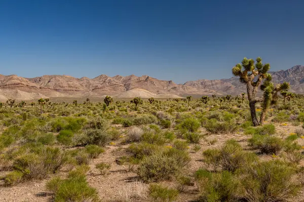 Güneybatı Usa Parkları (Joshua Tree Ulusal Parkı), Kaliforniya 'nın güneydoğusunda yer almaktadır..