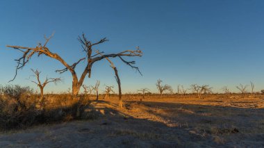 Botswana 'nın arka planında kuru ağaçlarla gün batımı.