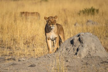 Savannah çim üzerinde yalan büyük aslan. düz ve tepelerin arka planda karakteristik ağaçlarla peyzaj