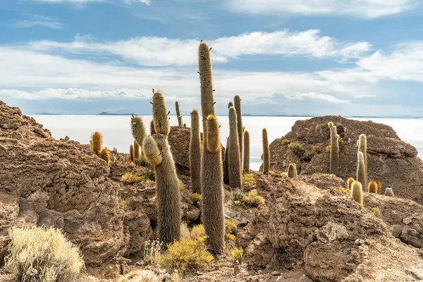 Salar de Uyuni tuz ovaları ile ada Incahuasi gündoğumu zaman, and Dağları'nda, Bolivya, Güney Amerika, büyük kaktüsler.