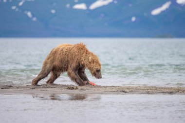 Topraklara hükmeden Kamçatka 'nın kahverengi ayıları (Ursus arctos beringianus)