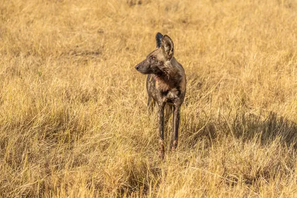 Afrika vahşi köpeği Lycaon Pictus, suda yürüyor. Büyük kulaklı boyanmış köpek avlamak, doğal ortamında güzel vahşi hayvan. Doğa, Moremi, Okavanago deltası, Botswana, Afrika