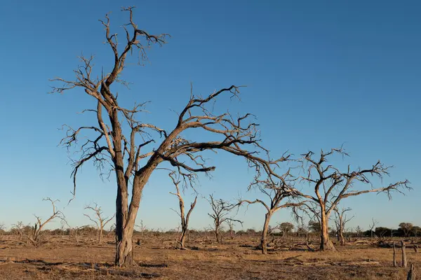 Botswana 'nın arka planında kuru ağaçlarla gün batımı.